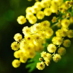 Mimosaträd - Set om 3 - Mimosa dealbata - Höjd 25-40cm - ⌀9cm