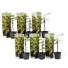 Mimosaträd - Set om 6 - Mimosa dealbata - Höjd 25-40cm - ⌀9cm