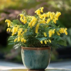 Mimosaträd - Set om 6 - Mimosa dealbata - Höjd 25-40cm - ⌀9cm