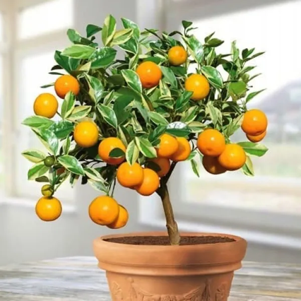 Mineralgelgödsel för citrus 0,25 l Agrecol
