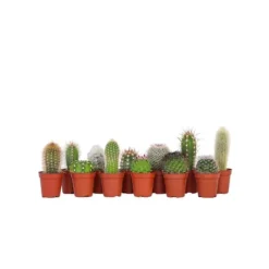 Mini kaktusar - Set om 12 - Cactus - Höjd 5-10cm - ⌀5,5cm