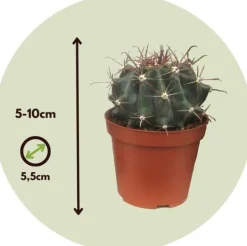 Mini kaktusar - Set om 12 - Cactus - Höjd 5-10cm - ⌀5,5cm