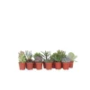 Mini suckulenter - Set om 12 - Succulent Mix - Höjd 5-10cm - ⌀5,5cm