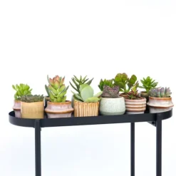 Mini suckulenter - Set om 12 - Succulent Mix - Höjd 5-10cm - ⌀5,5cm