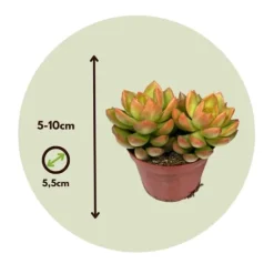 Clearance Mini suckulenter - Set om 6 - Succulent Mix - Höjd 5-10cm - ⌀5,5cm Krukväxter Inomhus