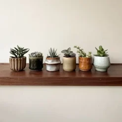 Clearance Mini suckulenter - Set om 6 - Succulent Mix - Höjd 5-10cm - ⌀5,5cm Krukväxter Inomhus
