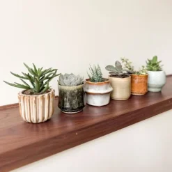 Clearance Mini suckulenter - Set om 6 - Succulent Mix - Höjd 5-10cm - ⌀5,5cm Krukväxter Inomhus