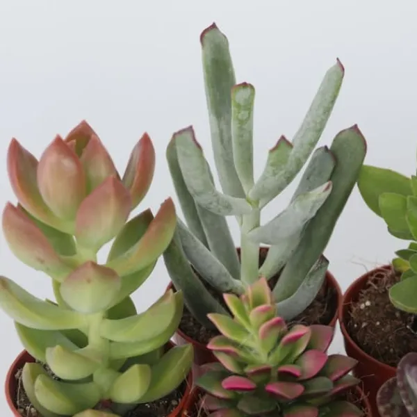 Clearance Mini suckulenter - Set om 6 - Succulent Mix - Höjd 5-10cm - ⌀5,5cm Krukväxter Inomhus