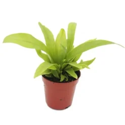 Discount Mini växt - Asplenium antiquum - Kottefjäder - Idealiskt för små skålar och glas - Liten krukväxt i 5,5 cm kruka Krukväxter Inomhus