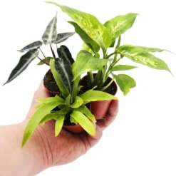 Discount Mini växt - Asplenium antiquum - Kottefjäder - Idealiskt för små skålar och glas - Liten krukväxt i 5,5 cm kruka Krukväxter Inomhus