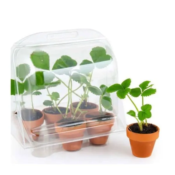 Sale Mini växthus 6 krukor - Jordgubbar att odla Kit För Växt- & Örtplantering