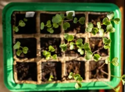 Discount Miniväxthus med två brickor på 27x20x11 cm för plantor Kit För Växt- & Örtplantering