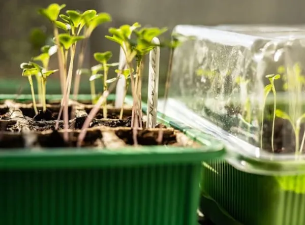 Discount Miniväxthus med två brickor på 27x20x11 cm för plantor Kit För Växt- & Örtplantering