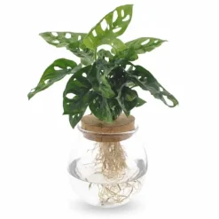 Monstera Adansonii i Glaskruka Ø12cm, Höjd ca 25cm