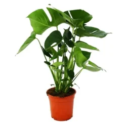 Monstera deliciosa - fönsterblad - kruka 21 cm - höjd ca 50-60 cm