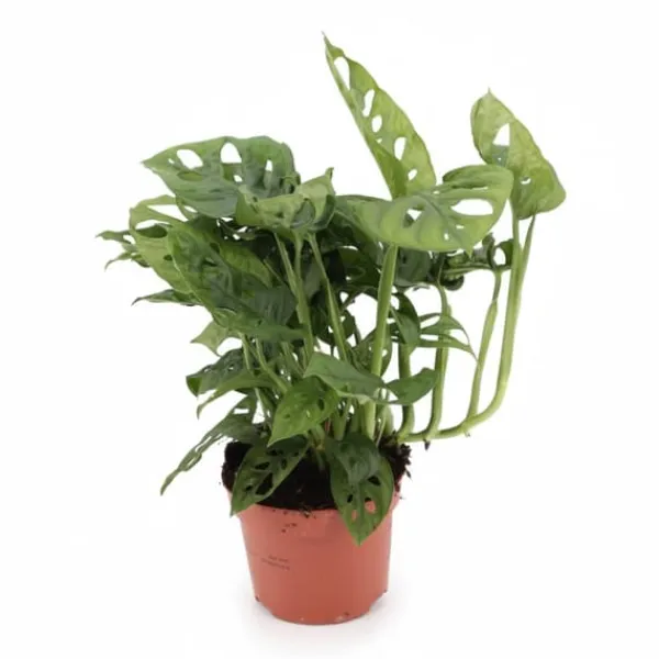 Monstera Deliciosa Krukväxt Ø12 cm, Höjd ca 30 cm