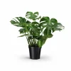 Monstera Deliciosa Krukväxt Ø21 cm, Höjd ca 75 cm