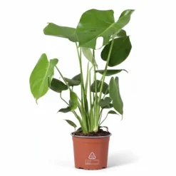 Outlet Monstera Deliciosa Krukväxt Ø17 cm, Höjd ca 60 cm Krukväxter Inomhus