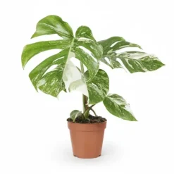 Monstera Deliciosa Variegata Krukväxt Ø15cm Höjd ca 45cm
