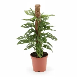 Monstera Växt i Kruka Ø17 cm, Höjd ca 60 cm