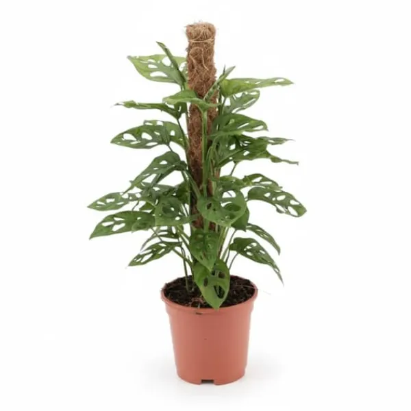 Monstera Växt i Kruka Ø17 cm, Höjd ca 60 cm