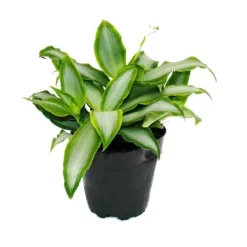 Outlet Murdannia loriformis 'Bright Star' - låg inomhusväxt - 12 cm kruka Krukväxter Inomhus