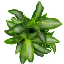 Outlet Murdannia loriformis 'Bright Star' - låg inomhusväxt - 12 cm kruka Krukväxter Inomhus