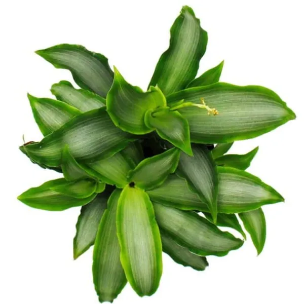 Outlet Murdannia loriformis 'Bright Star' - låg inomhusväxt - 12 cm kruka Krukväxter Inomhus