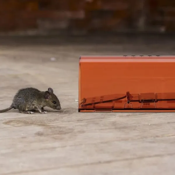 Musfälla, 6,5x17x6 cm, Orange Skadedjursfällor