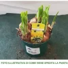 Discount NARCISSUS TETE A TETE VAS 12CM BLOMKNÖLAR Blommor