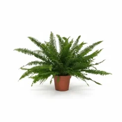 Nephrolepis Green Lady Ormbunke Ø17 cm ↕40 cm