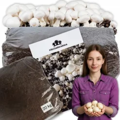 Odlingskit för vita svampar, 20 kg bal, 3-fas myceliumsubstrat, testat