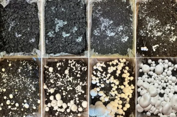 Odlingskit för vita svampar, 20 kg bal, 3-fas myceliumsubstrat, testat
