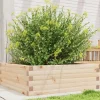 vidaXL Odlingslåda 70x70x23 cm massivt furuträ
