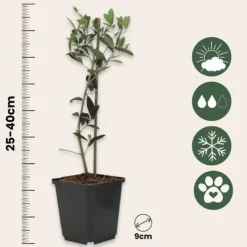 Olivbuske - Set om 2 - Olea europaea - Höjd 25-40cm - ⌀9cm