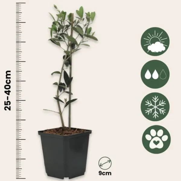 Olivbuske - Set om 2 - Olea europaea - Höjd 25-40cm - ⌀9cm
