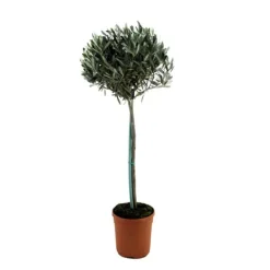 Olivträd - Olea europaea - Höjd 155-170cm - ⌀19cm