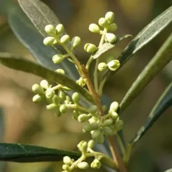 Olivträd - Olea europaea - Höjd 155-170cm - ⌀19cm