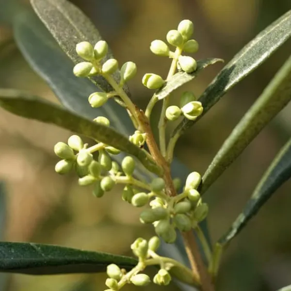 Olivträd - Olea europaea - Höjd 155-170cm - ⌀19cm