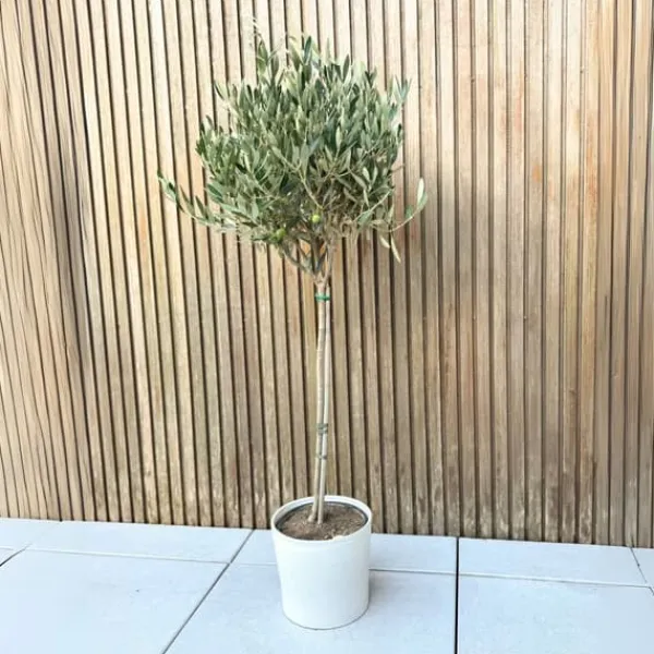 Olivträd - Olea europaea - Höjd 90-100cm - ⌀21cm