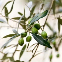 Olivträd - Olea europaea - Höjd 90-100cm - ⌀21cm