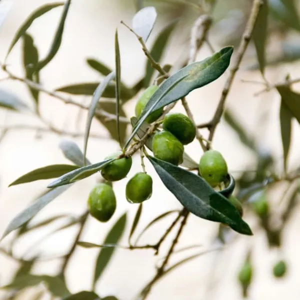 Olivträd - Olea europaea - Höjd 90-100cm - ⌀21cm