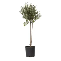 Olivträd - Olea europaea - Höjd 80-90cm - ⌀19cm Träd