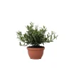 Discount Olivträd - Olea europaea - Höjd 30-40cm - ⌀21cm Träd