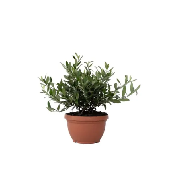 Discount Olivträd - Olea europaea - Höjd 30-40cm - ⌀21cm Träd