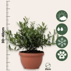 Discount Olivträd - Olea europaea - Höjd 30-40cm - ⌀21cm Träd