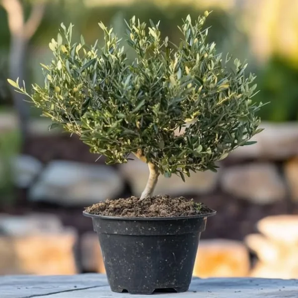 Discount Olivträd - Olea europaea - Höjd 30-40cm - ⌀21cm Träd