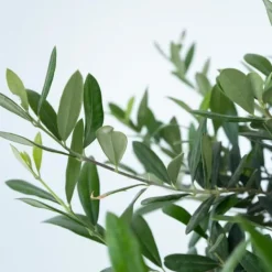 Discount Olivträd - Olea europaea - Höjd 30-40cm - ⌀21cm Träd