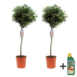 Outlet Olivträd - Set om 2 - Olea europaea - Höjd 90-100cm - ⌀21cm Träd