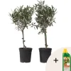 Olivträd - Set om 2 - Olea europaea - Höjd 50-60cm - ⌀14cm Träd